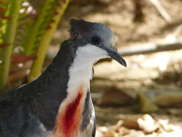 Bleeding heart pigeon/ Gallicolumba luzonica