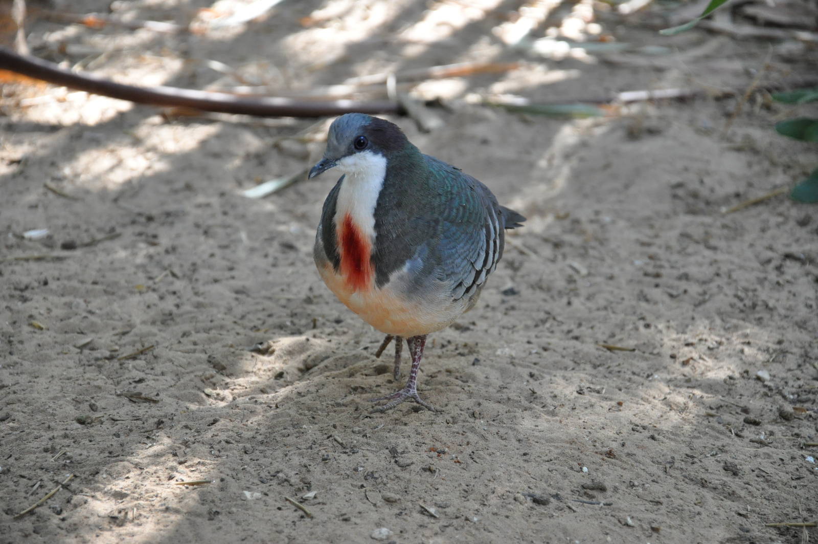 Bleeding heart pigeon/ Gallicolumba luzonica