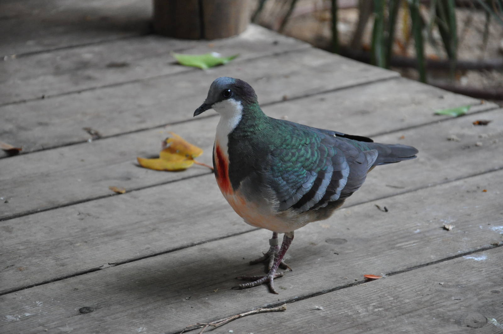 Bleeding heart pigeon / Gallicolumba luzonica