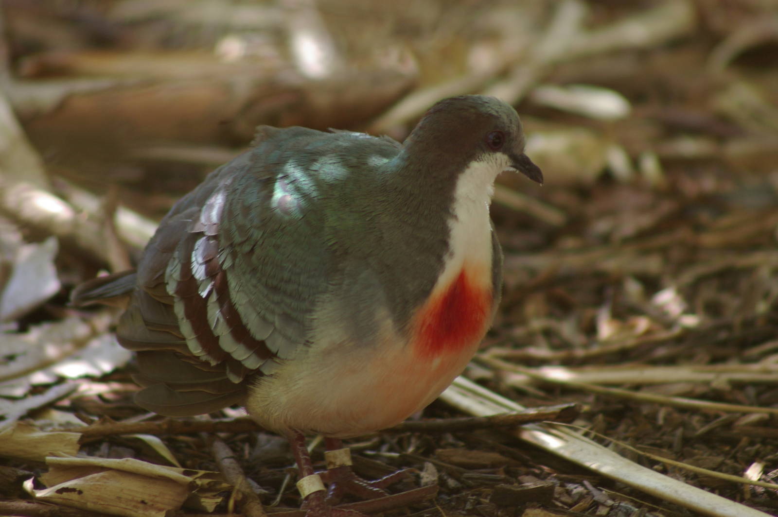 bleeding-heart pigeon (Gallicolumba luzonica)
