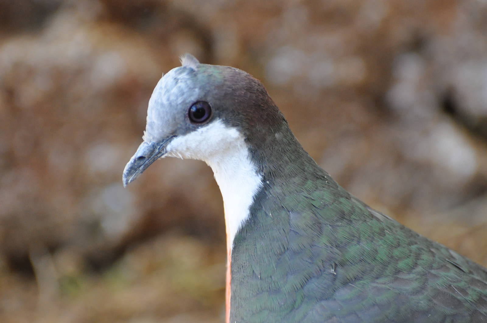 Bleeding heart pigeon/ Gallicolumba luzonica