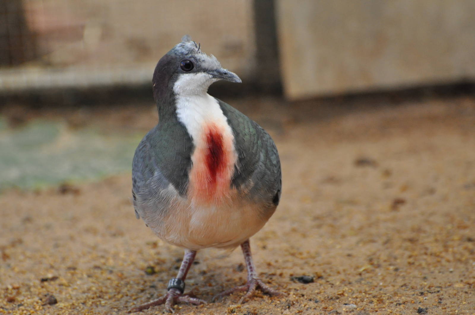 Bleeding heart pigeon/ Gallicolumba luzonica