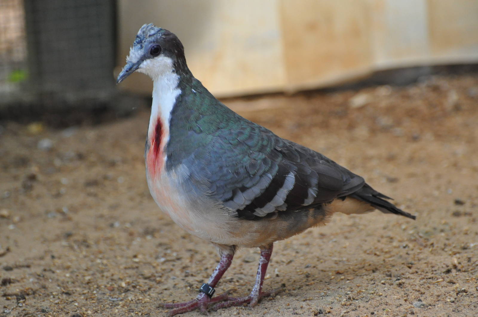 Bleeding heart pigeon/ Gallicolumba luzonica
