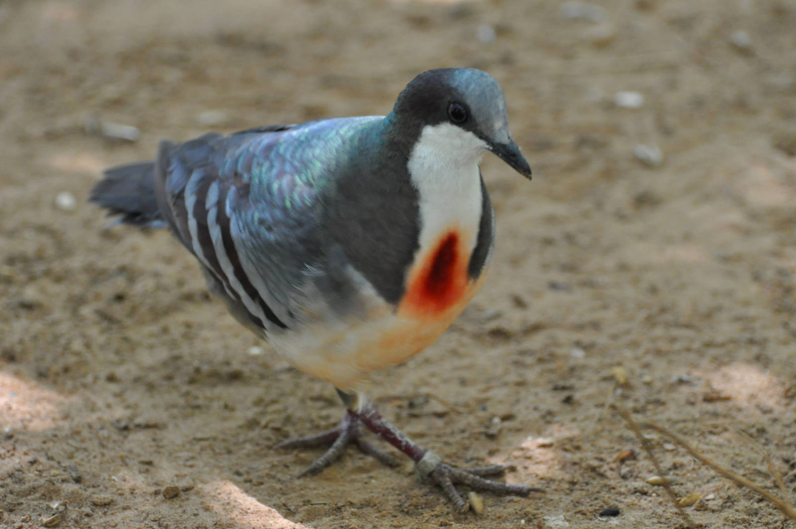 Bleeding heart pigeon/ Gallicolumba luzonica