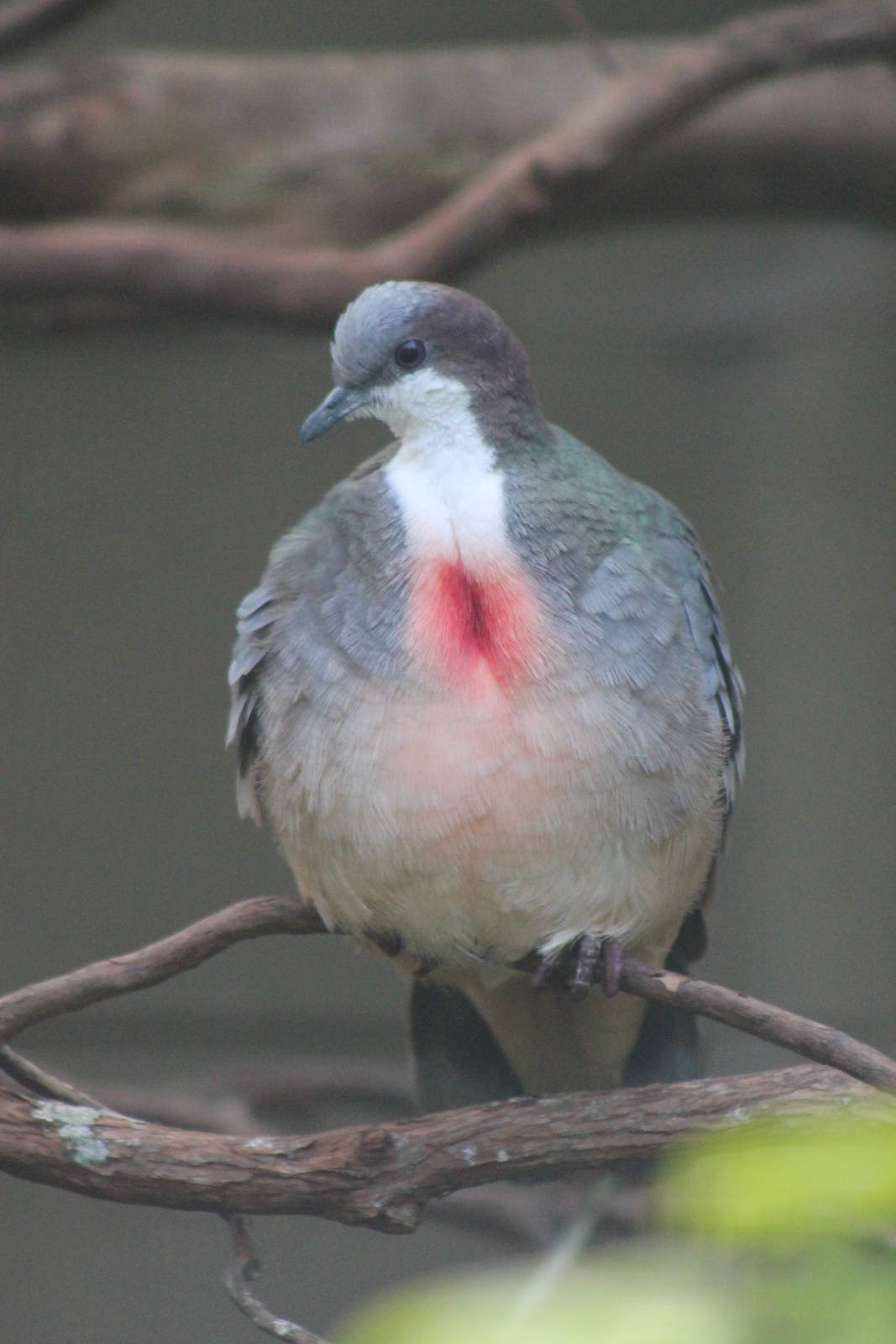 bleeding-heart pigeon (Gallicolumba luzonica)