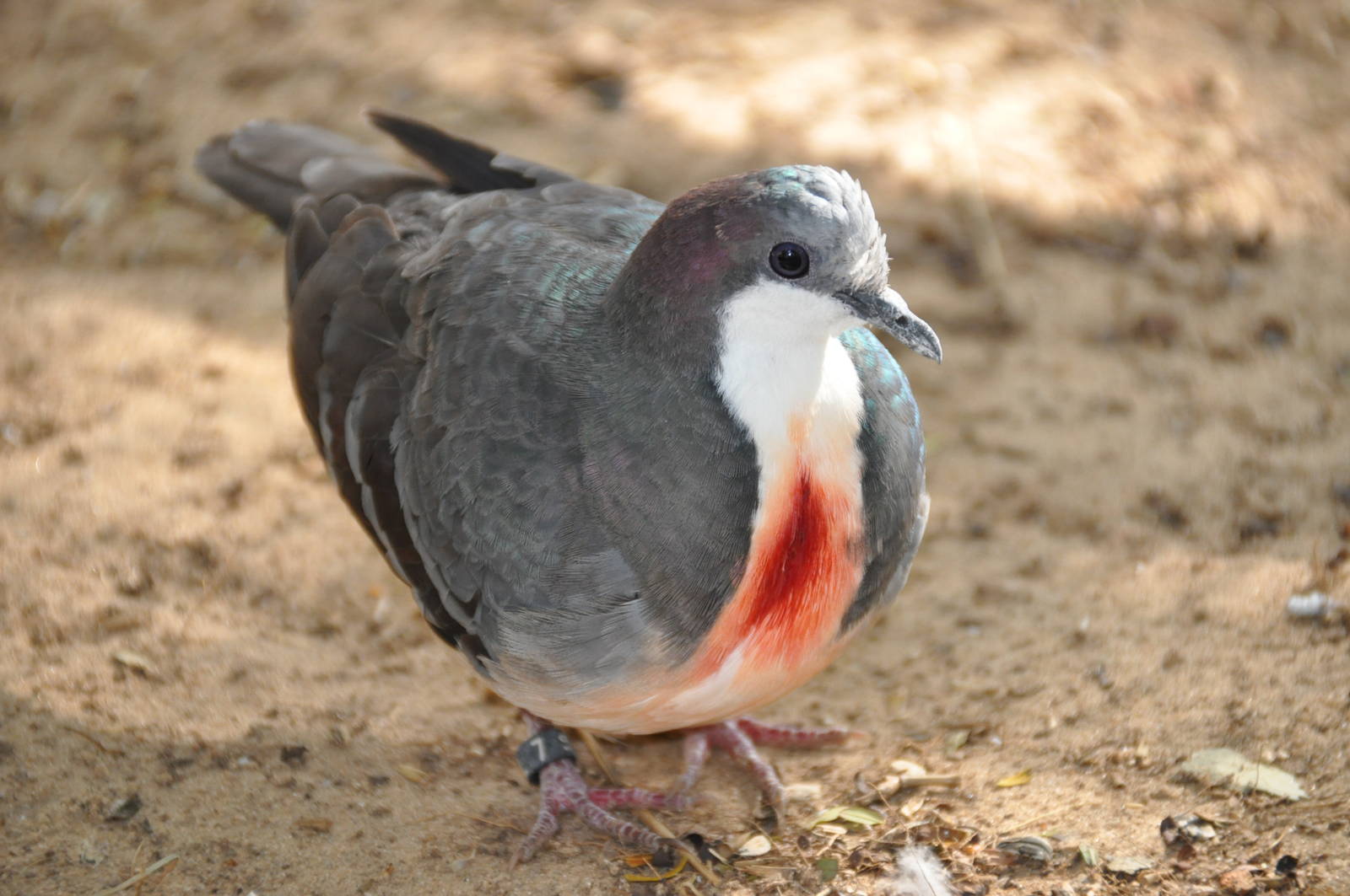 Bleeding heart pigeon/ Gallicolumba luzonica
