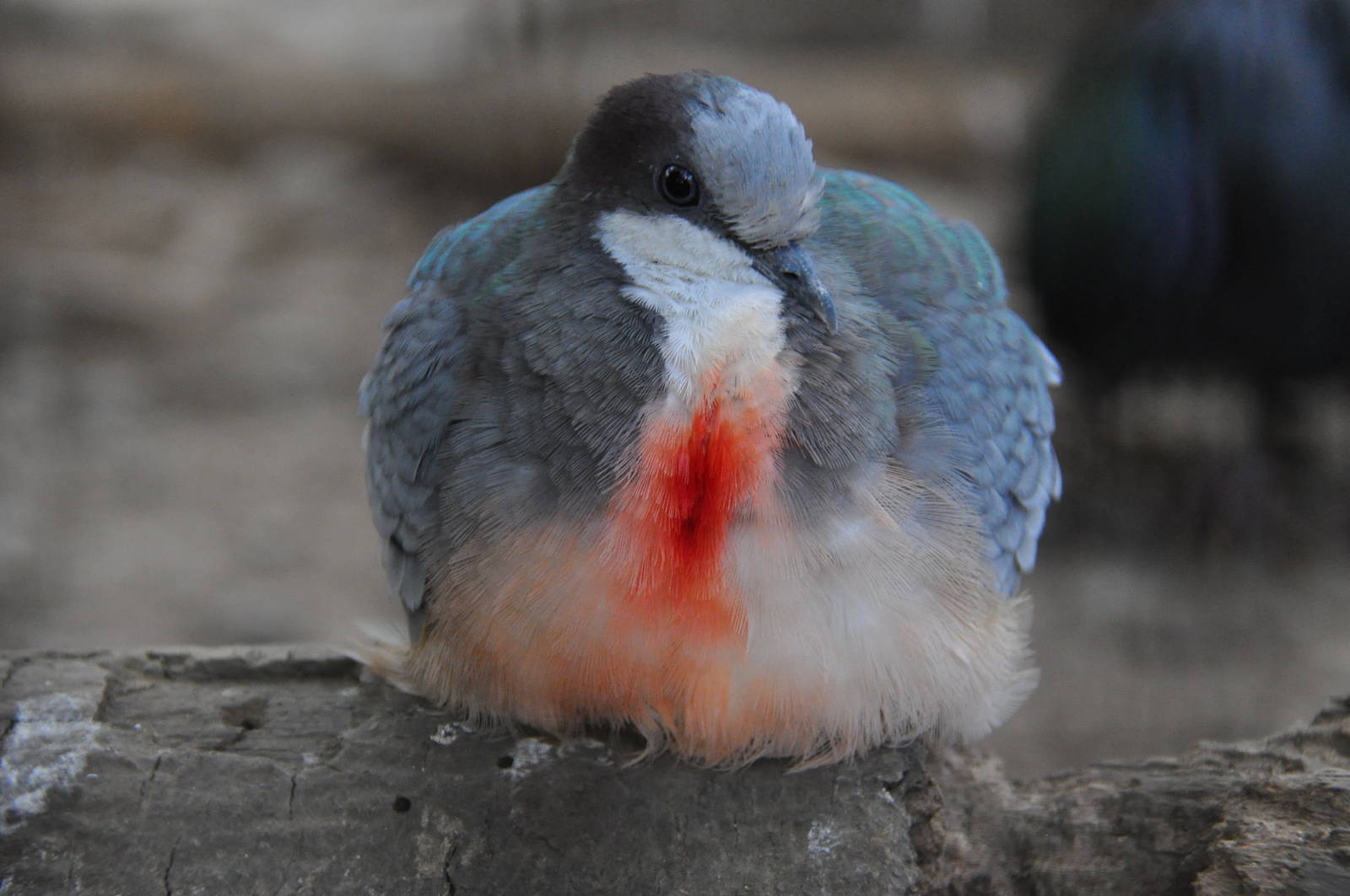Bleeding heart pigeon/ Gallicolumba luzonica