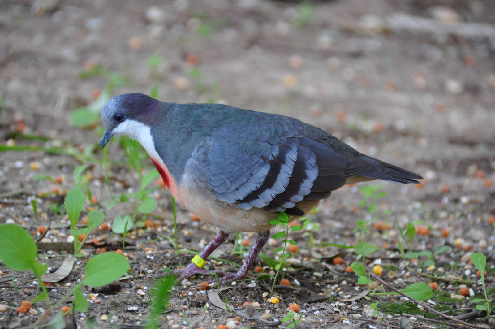 Bleeding heart pigeon/ Gallicolumba luzonica