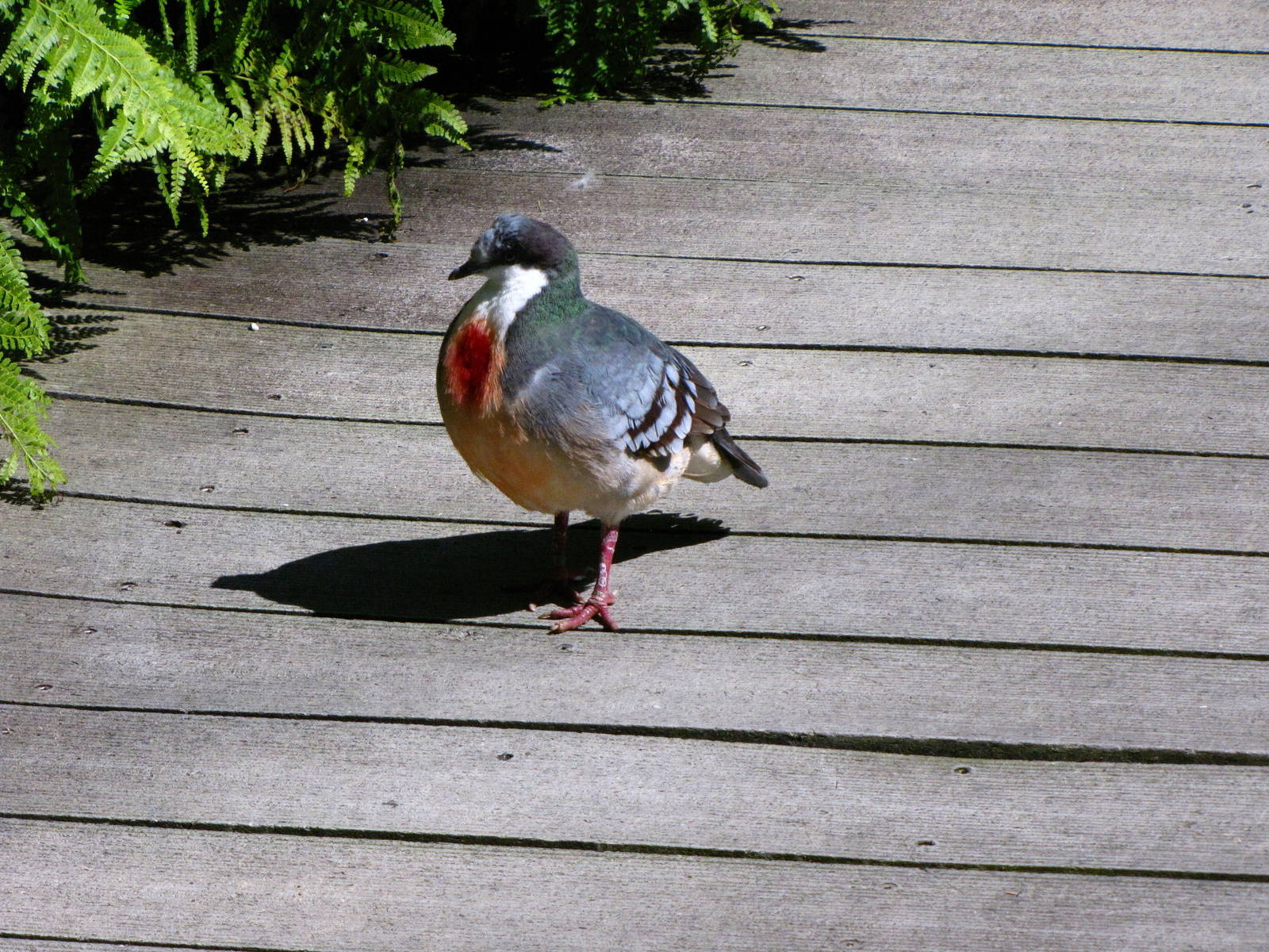 Bleeding Heart Pigeon - Wings of Asia Aviary