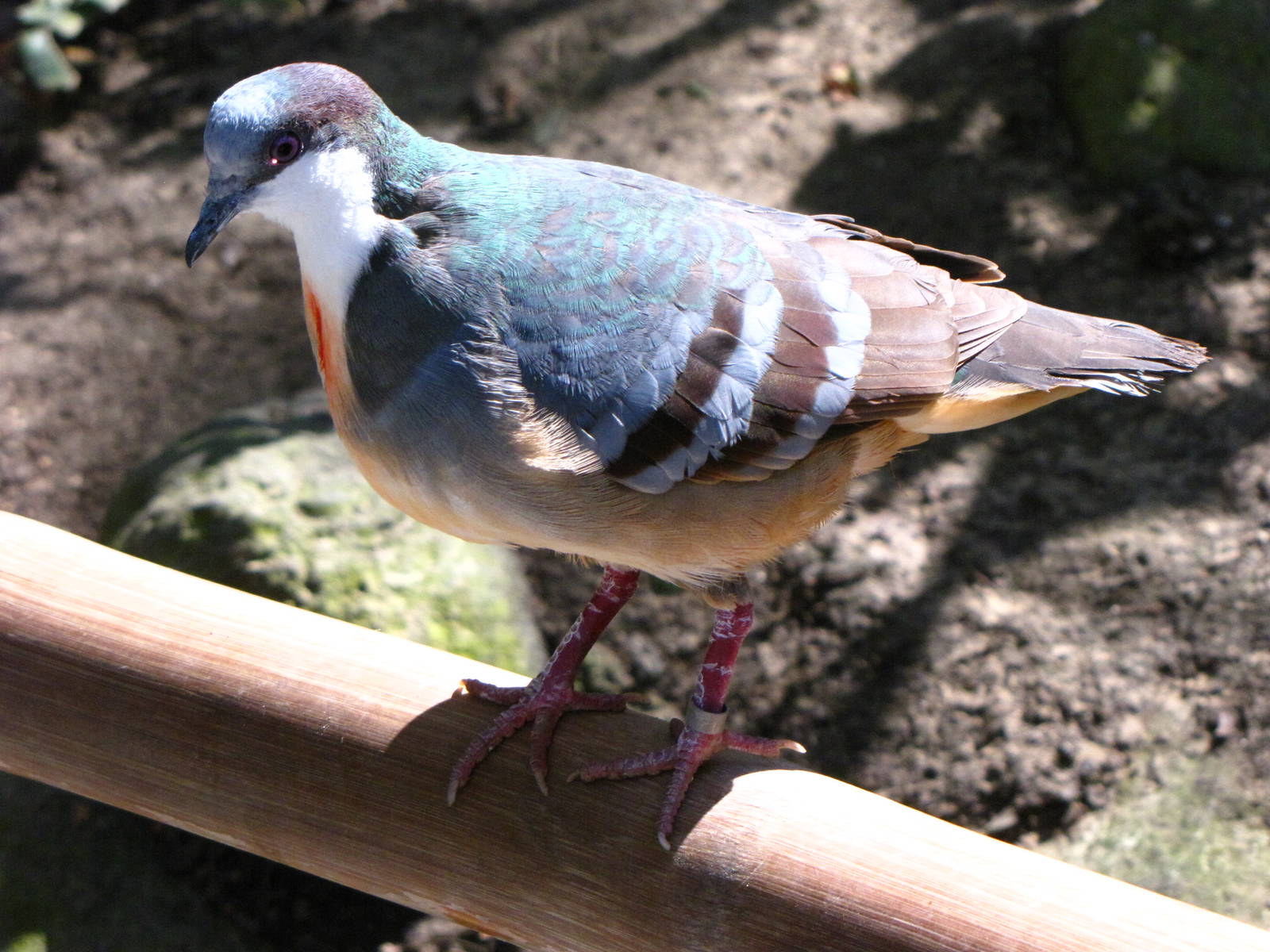 Bleeding Heart Pigeon - Wings of Asia Aviary