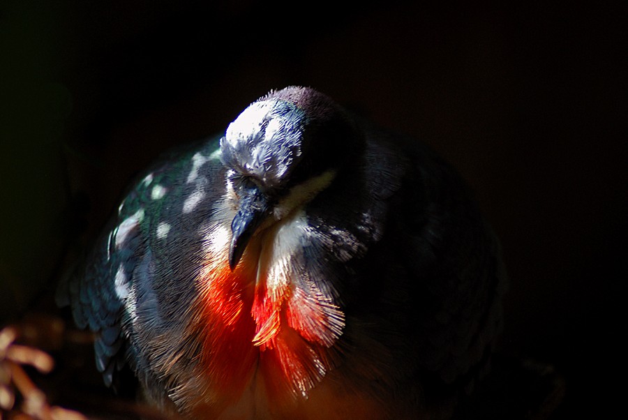 Bleeding Heart Pigeon