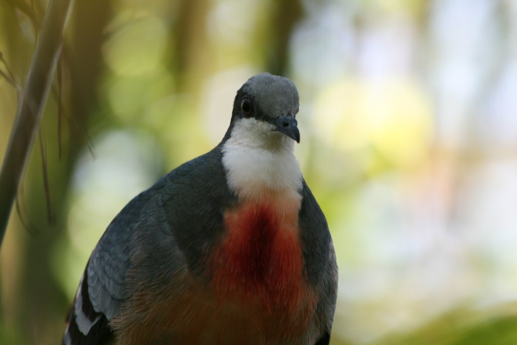 Bleeding Heart Pigeon