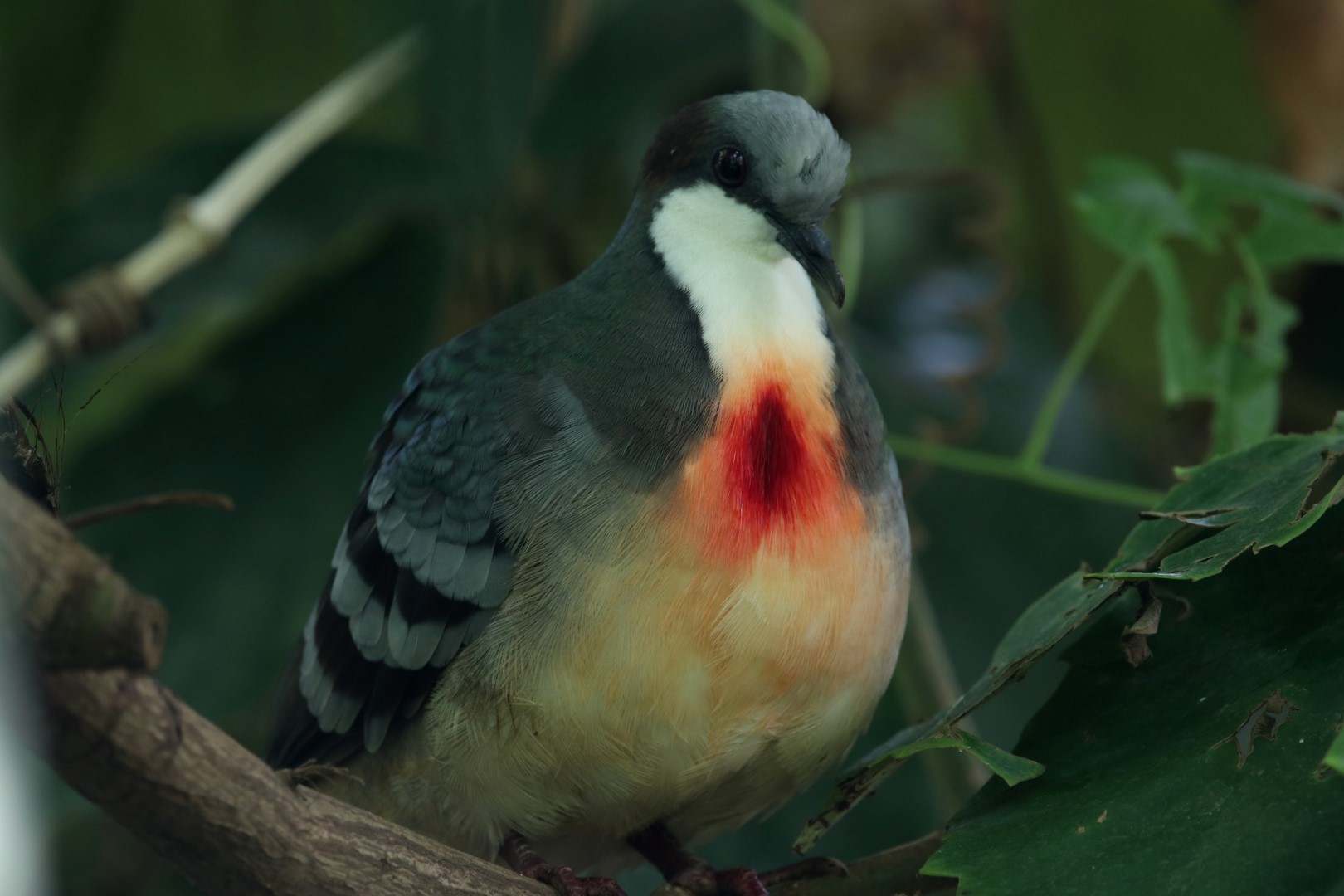 Bleeding heart pigeon