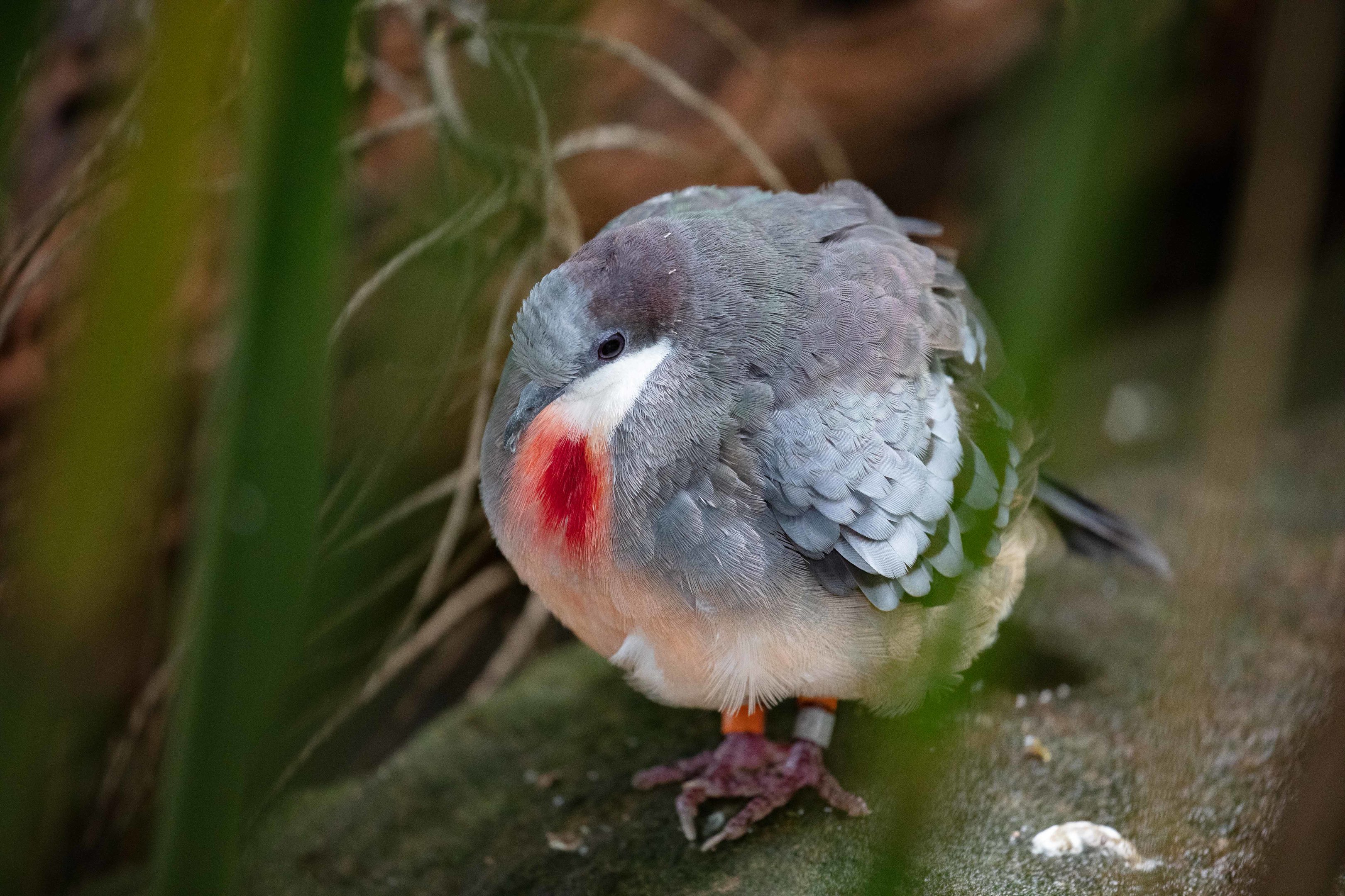 Bleeding Heart Pigeon