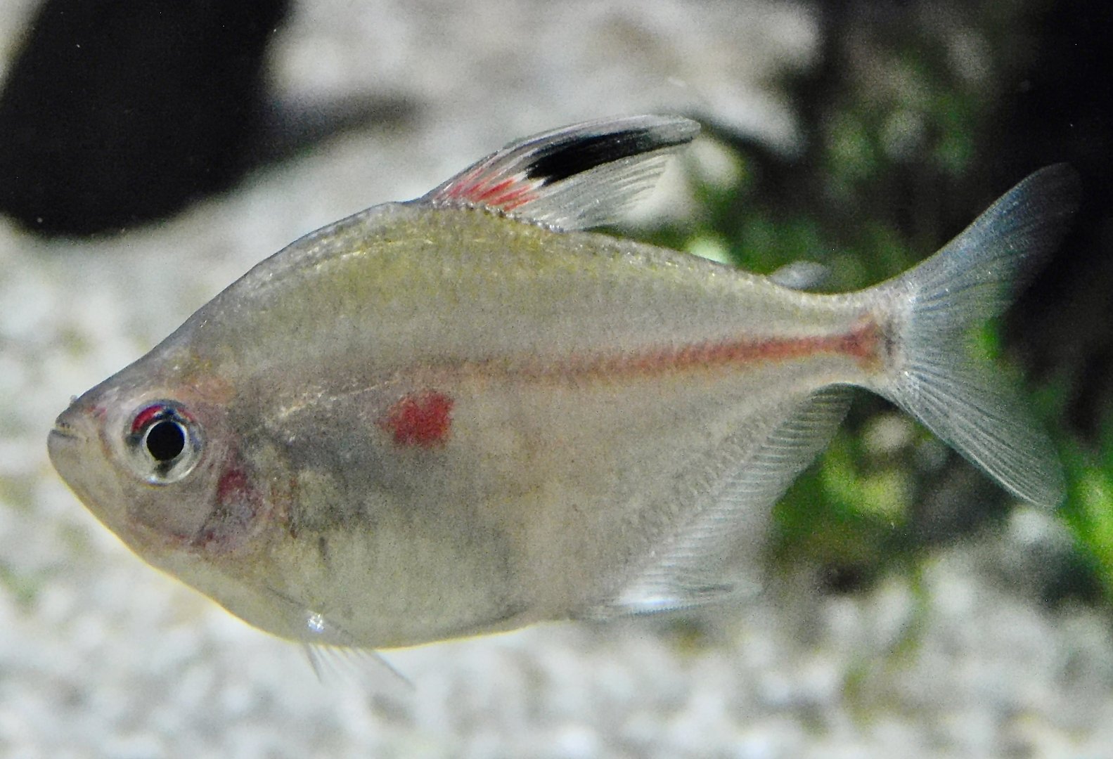 Bleeding-Heart Tetra (Hyphessobrycon erythrostigma) - Kawasui Kawasaki Aquarium November 19, 2025