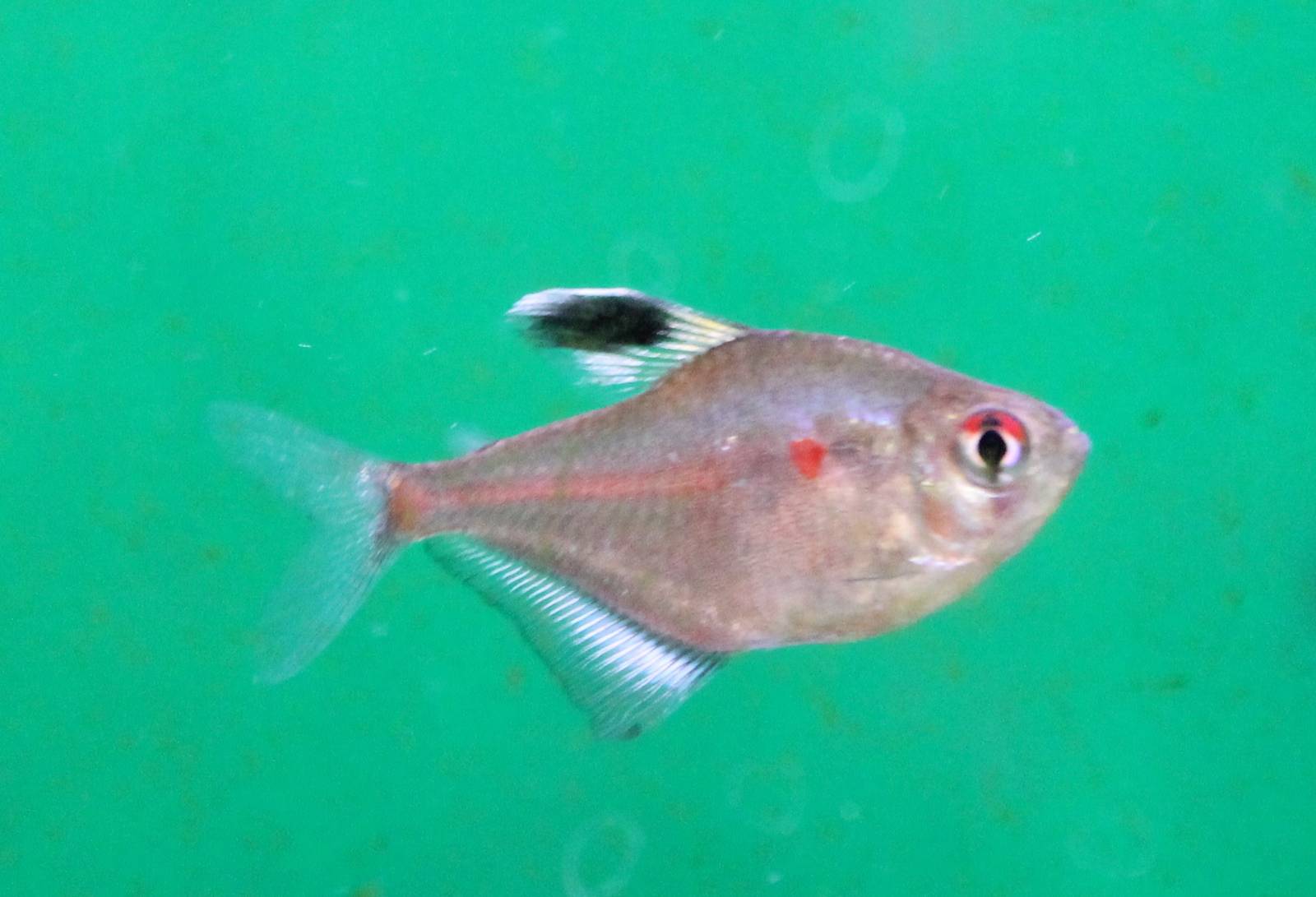 Bleeding heart tetra