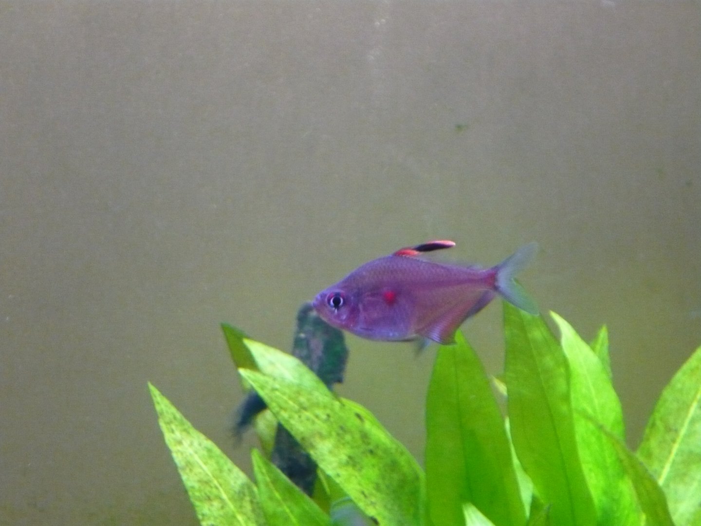 Bleeding heart tetra