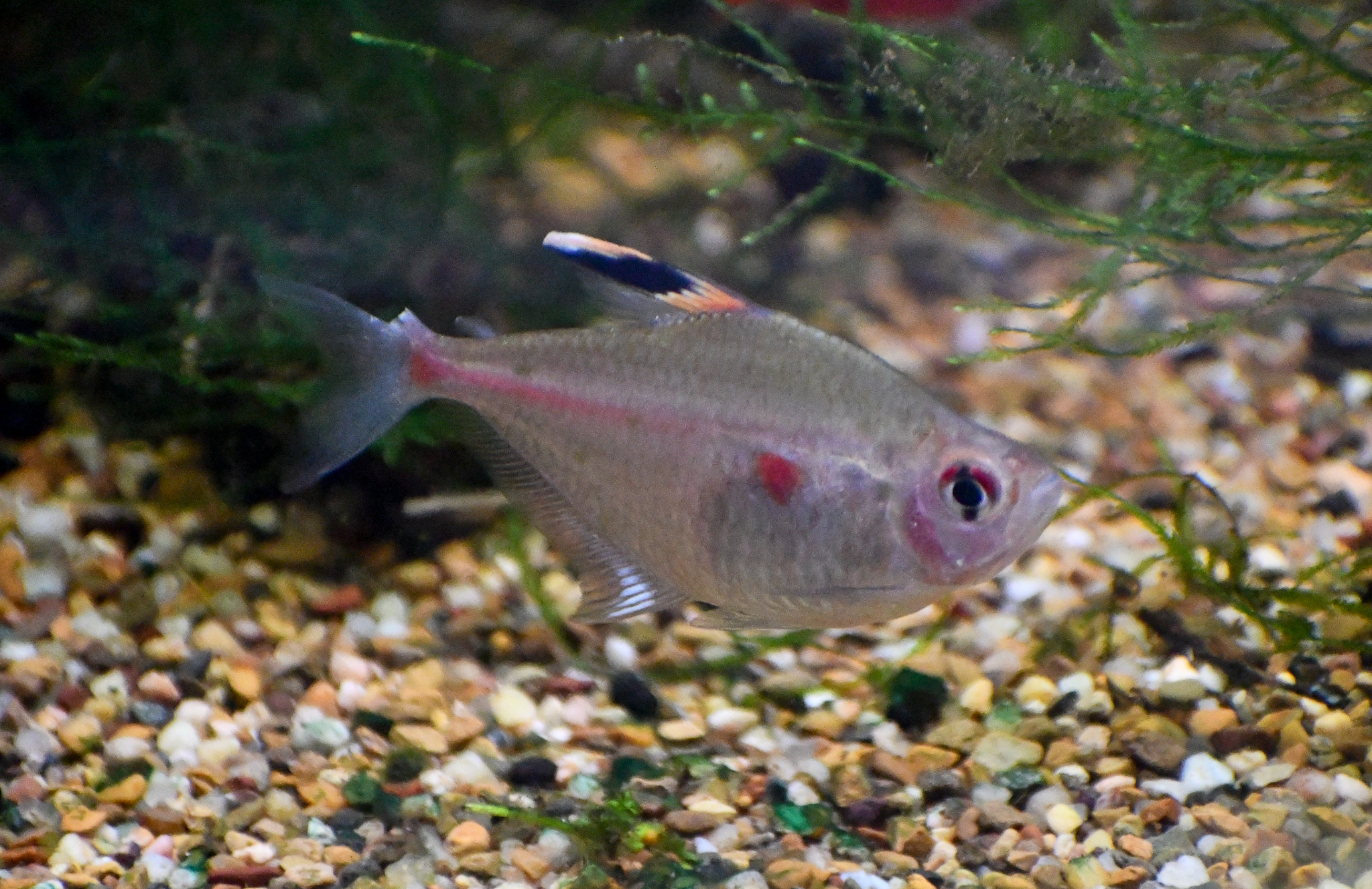 Bleeding Heart Tetra
