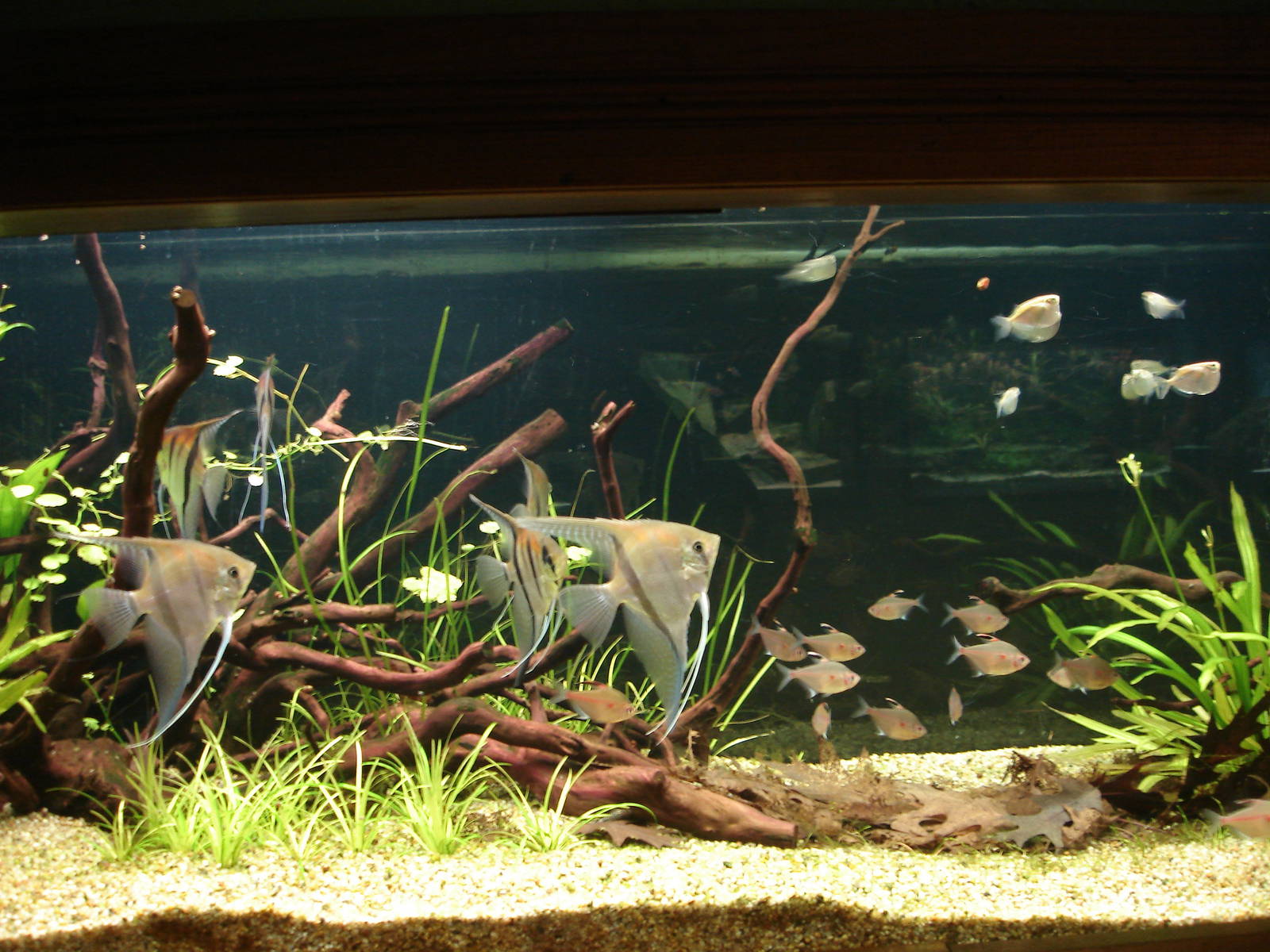 Bleeding Heart Tetras, Spotfin Hatchetfish and Pterophyllum Scalare (Manaca