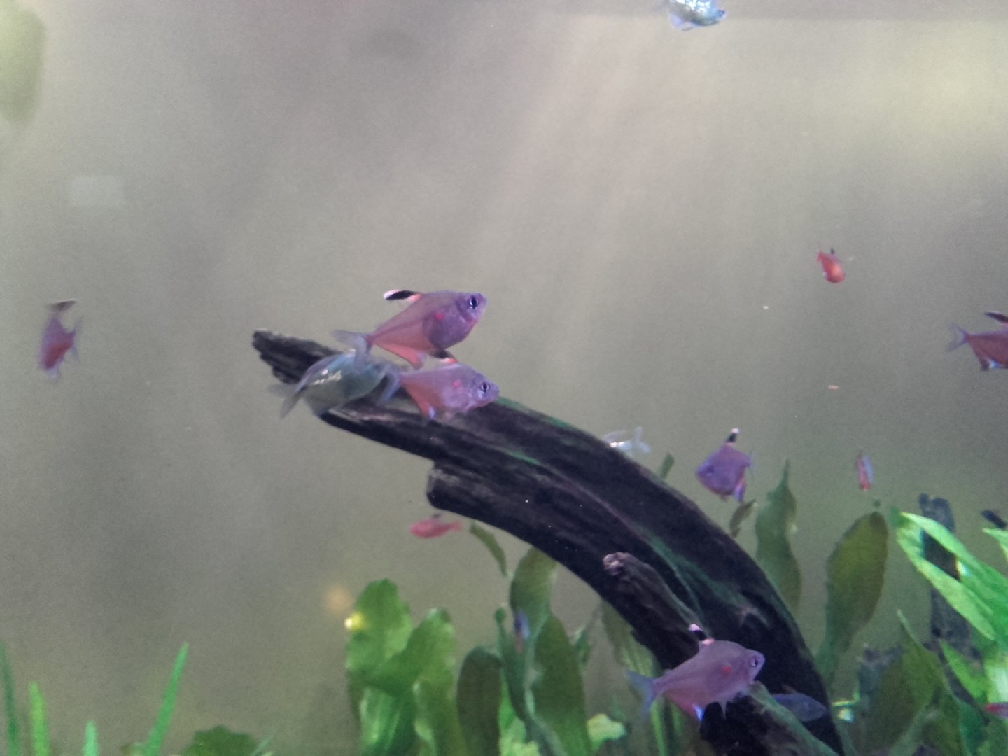 Bleeding heart tetras