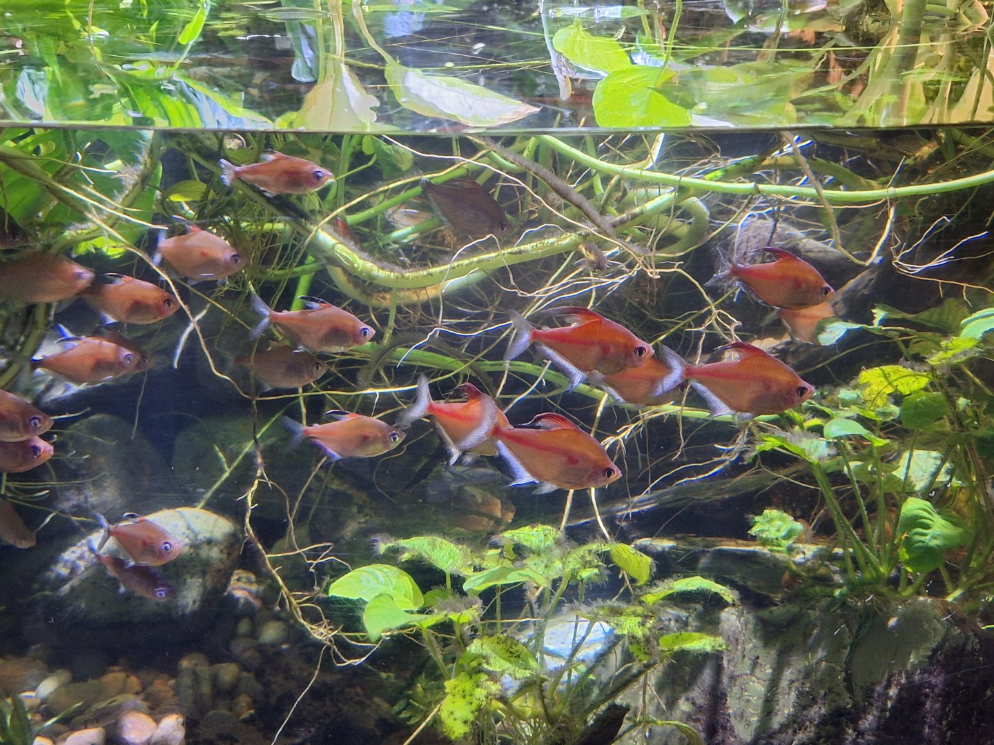 Bleeding Heart Tetras
