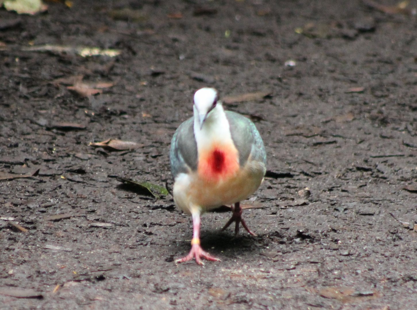 Bleeding-heart