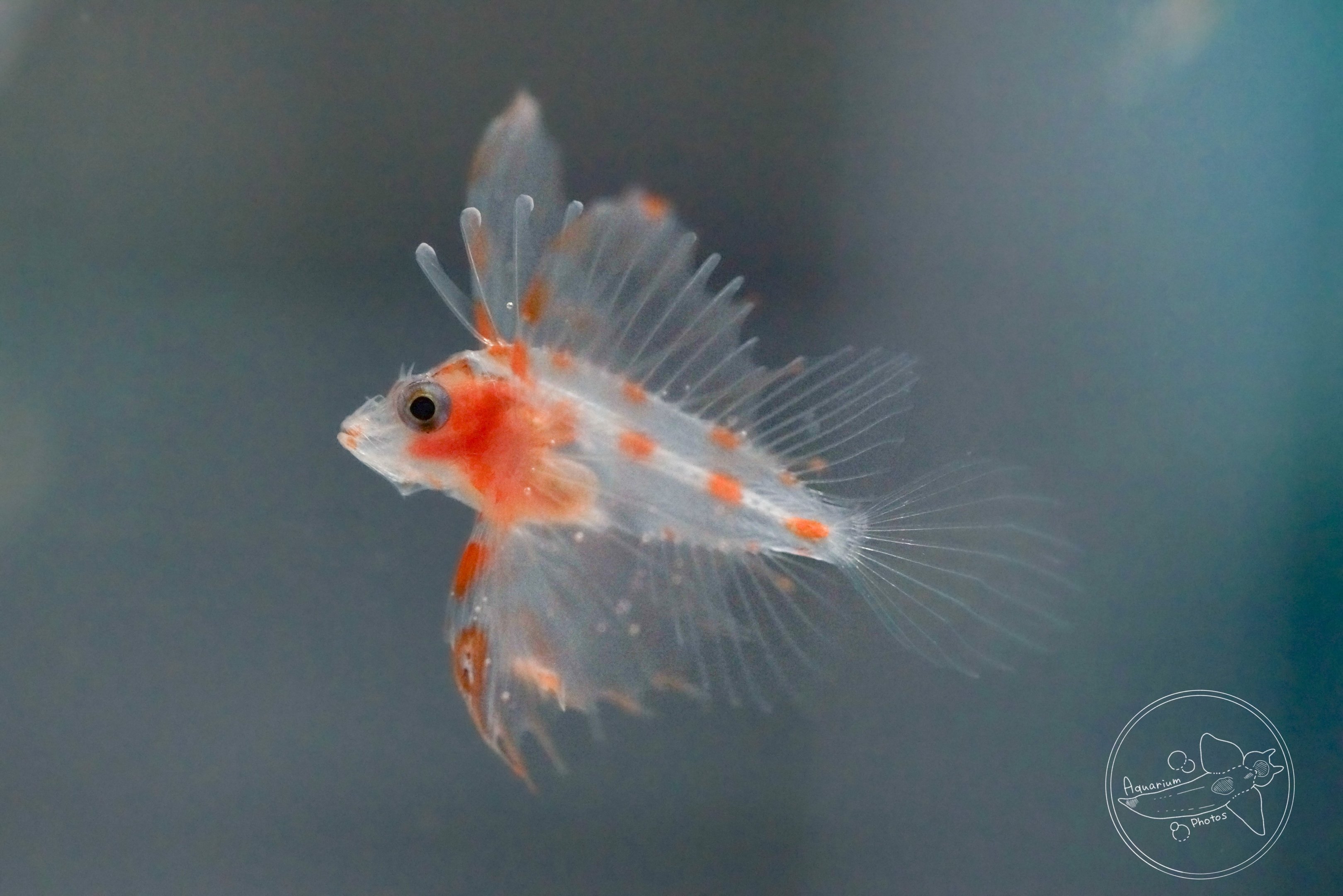 Bleeker's Lionfish (Ebosia bleekeri)