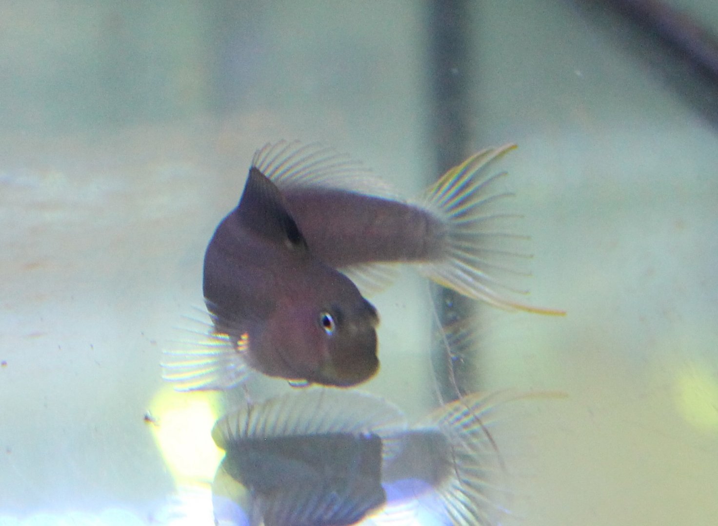 Blennie -goby ID