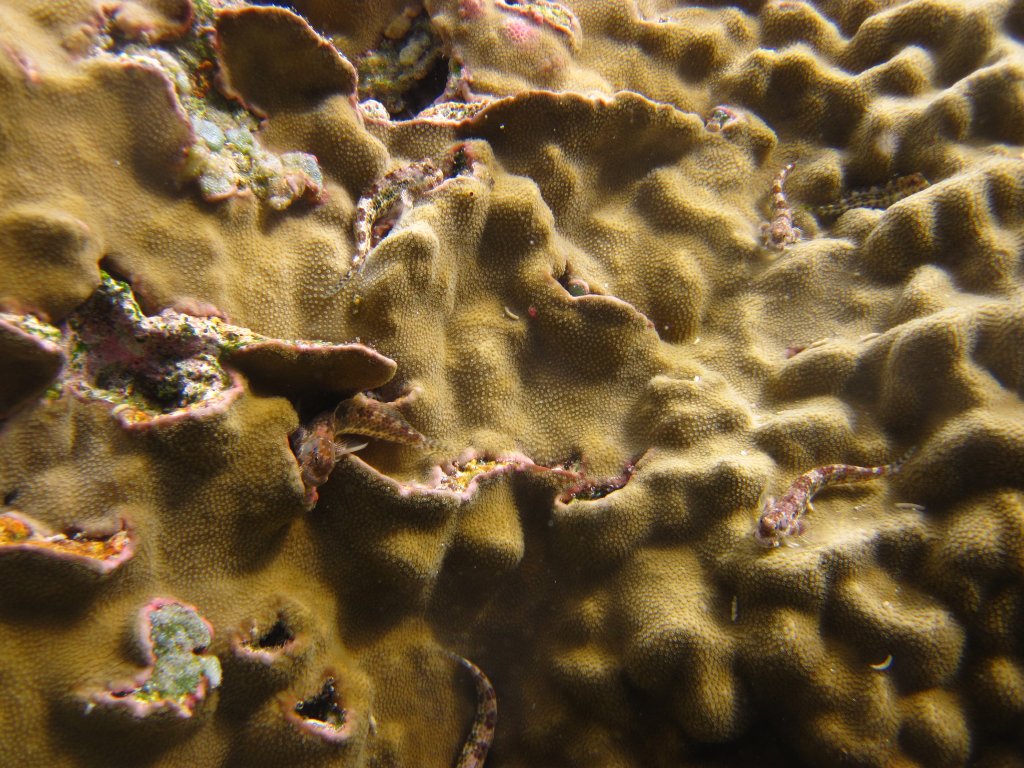 Blennies