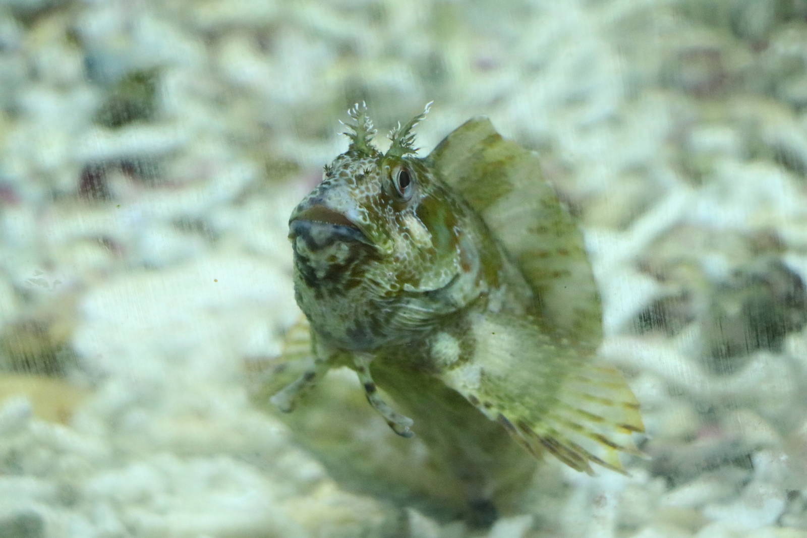 Blenny, February 2016