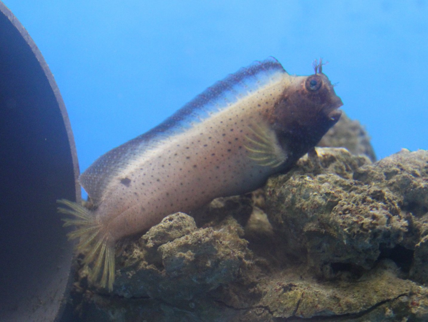 Blenny ID - Ecsenius species