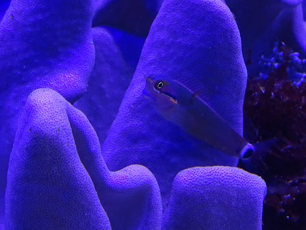 Blenny ID, Tierpark Hellabrunn 2024