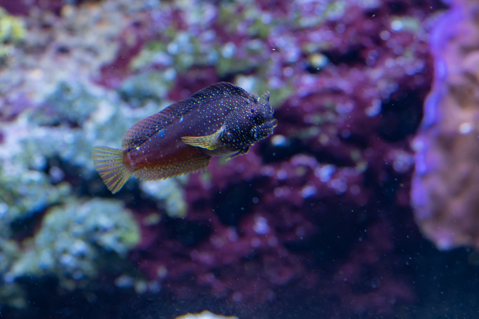 Blenny ID - Zoo Leipzig