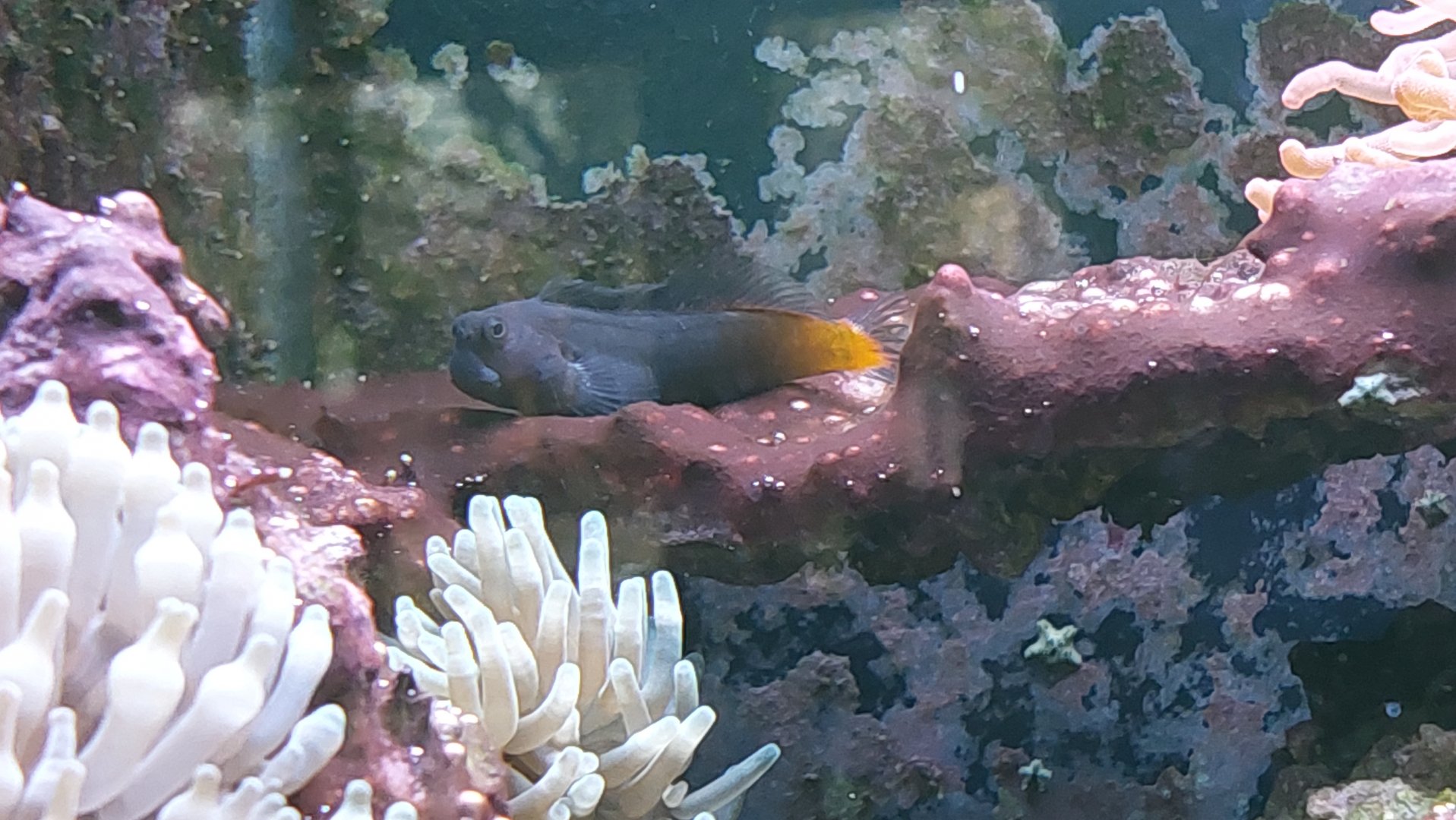 Blenny ID