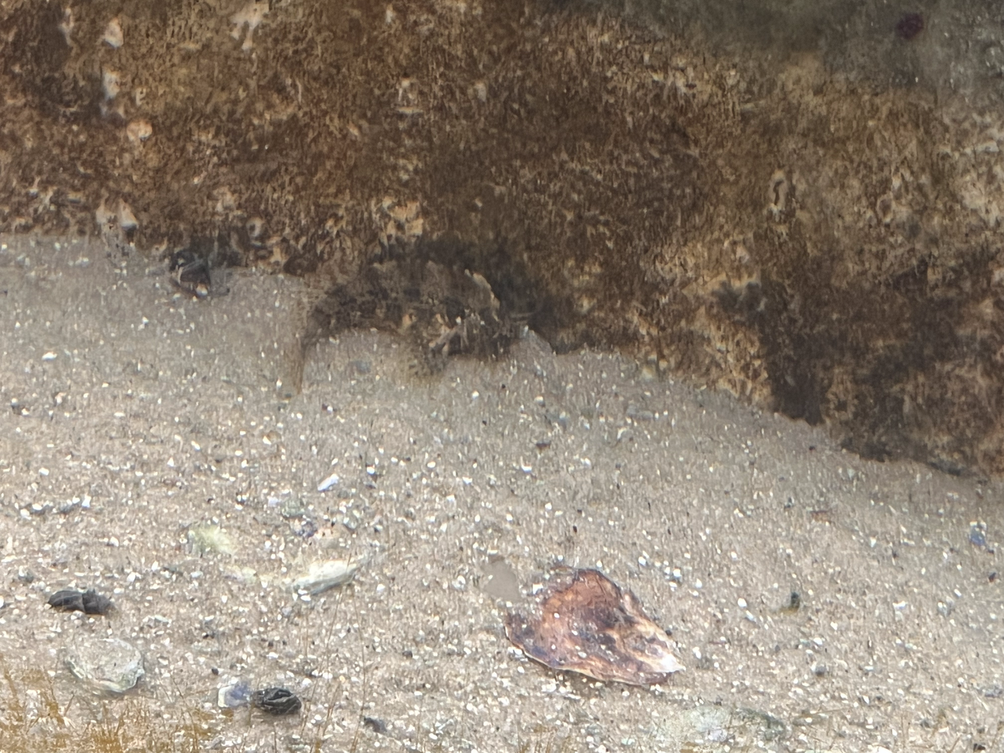 Blenny ID