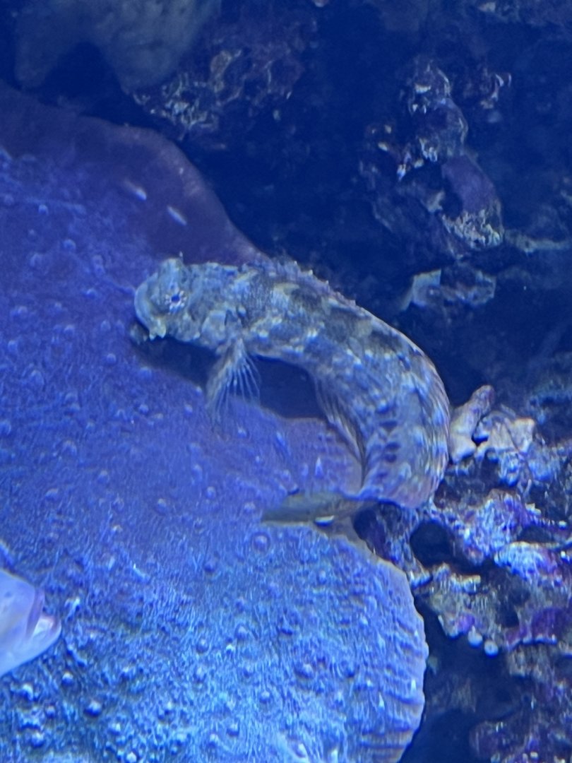 Blenny ID