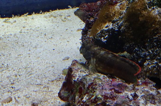 Blenny species, AllwetterZoo Münster 2022