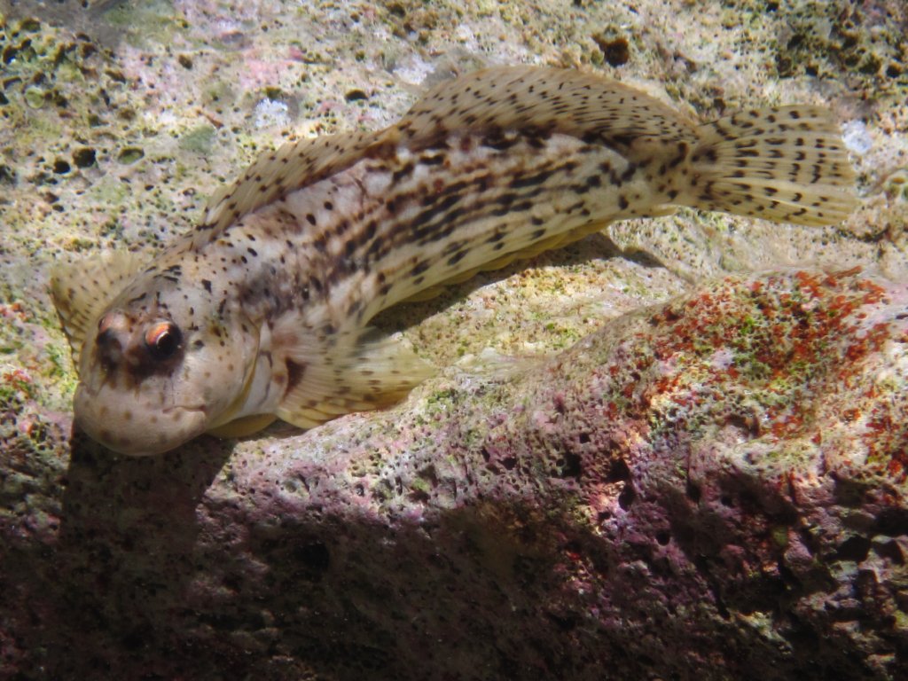 Blenny