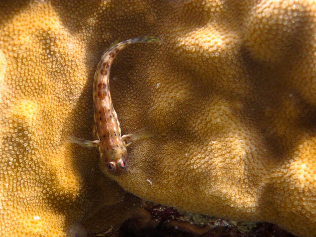 Blenny