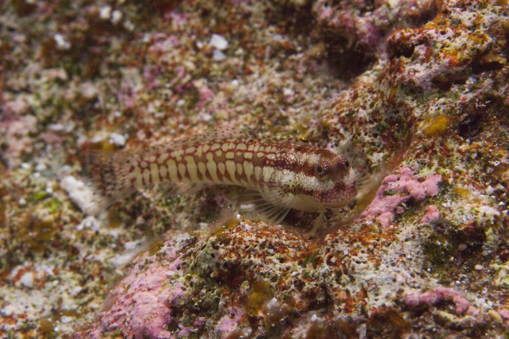 Blenny
