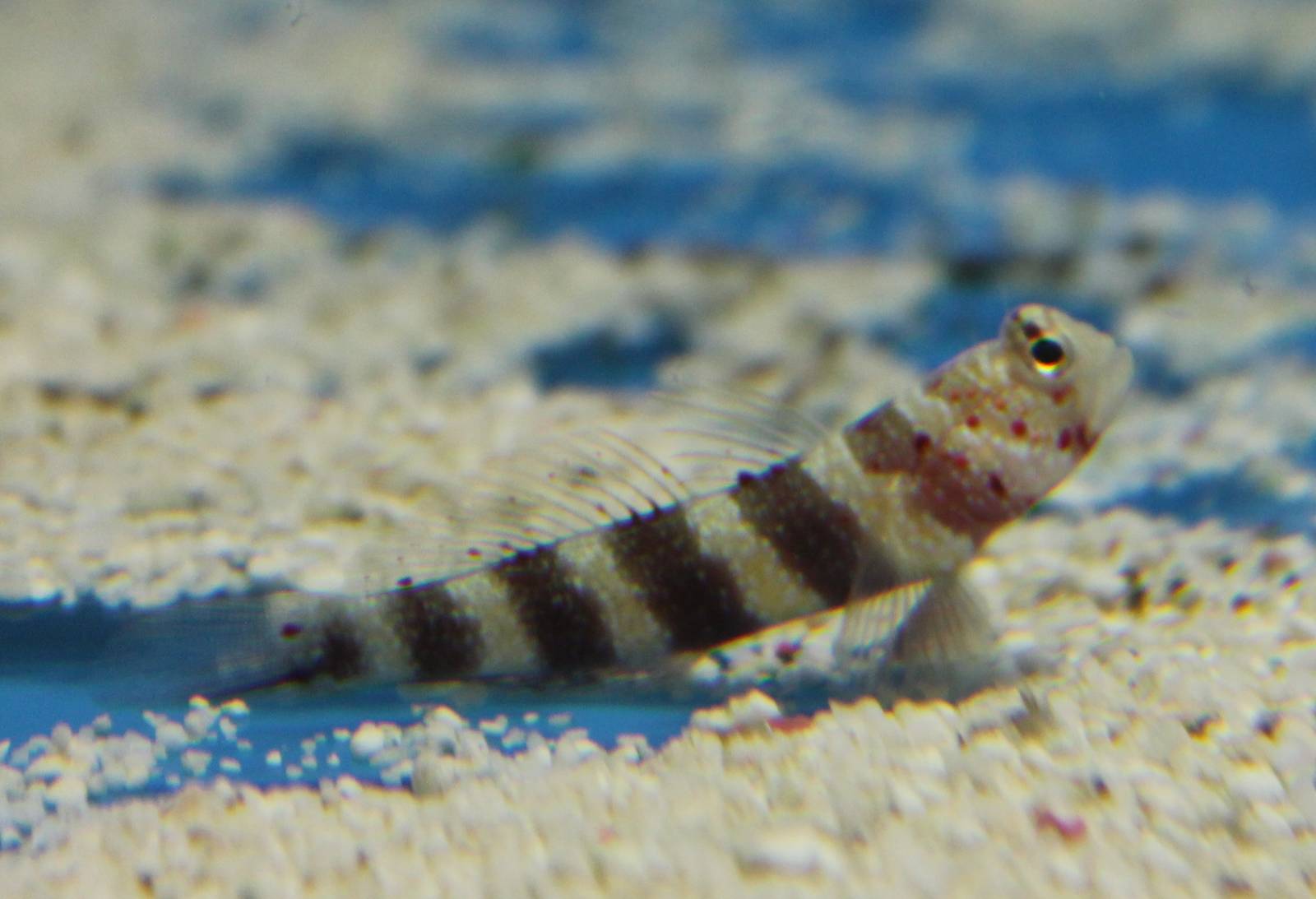 Blenny