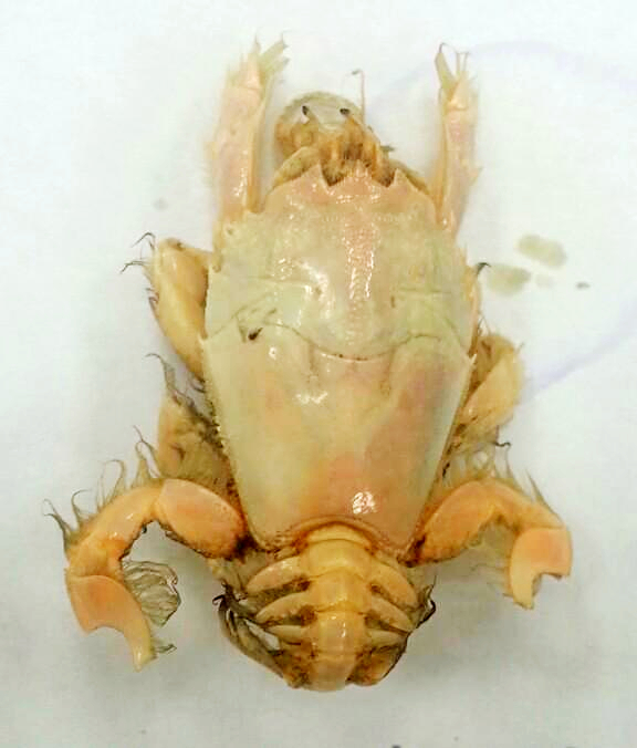 Blepharipoda liberate - Yantai