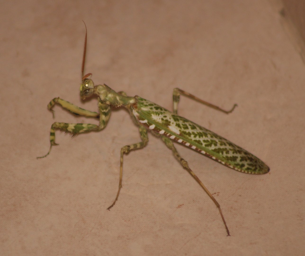 Blepharopsis mendica