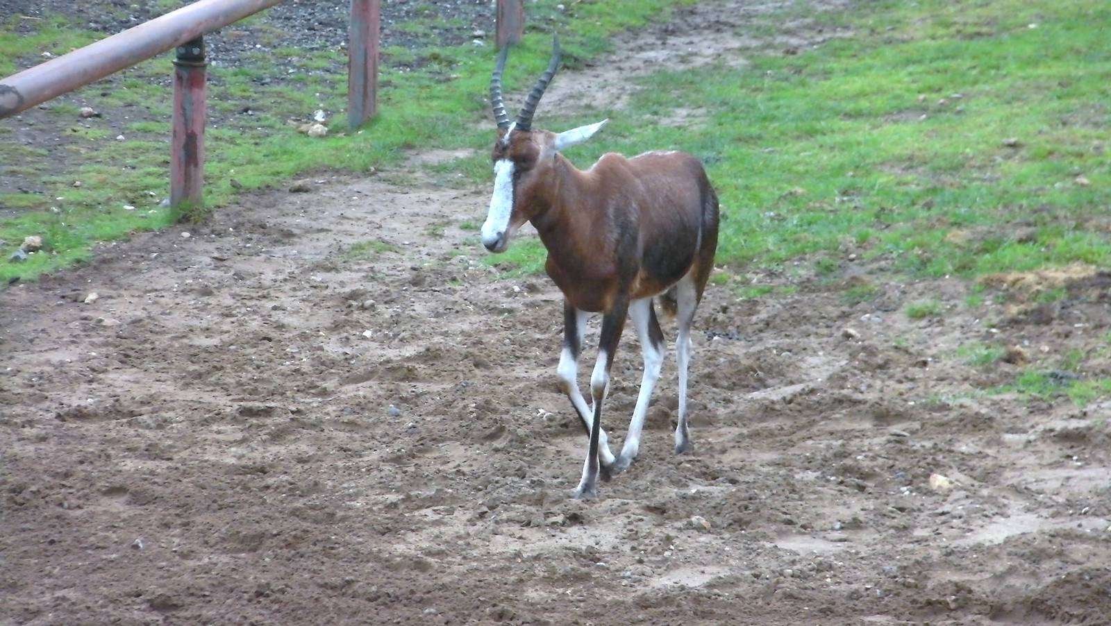 Blesbok - 04.08.2011