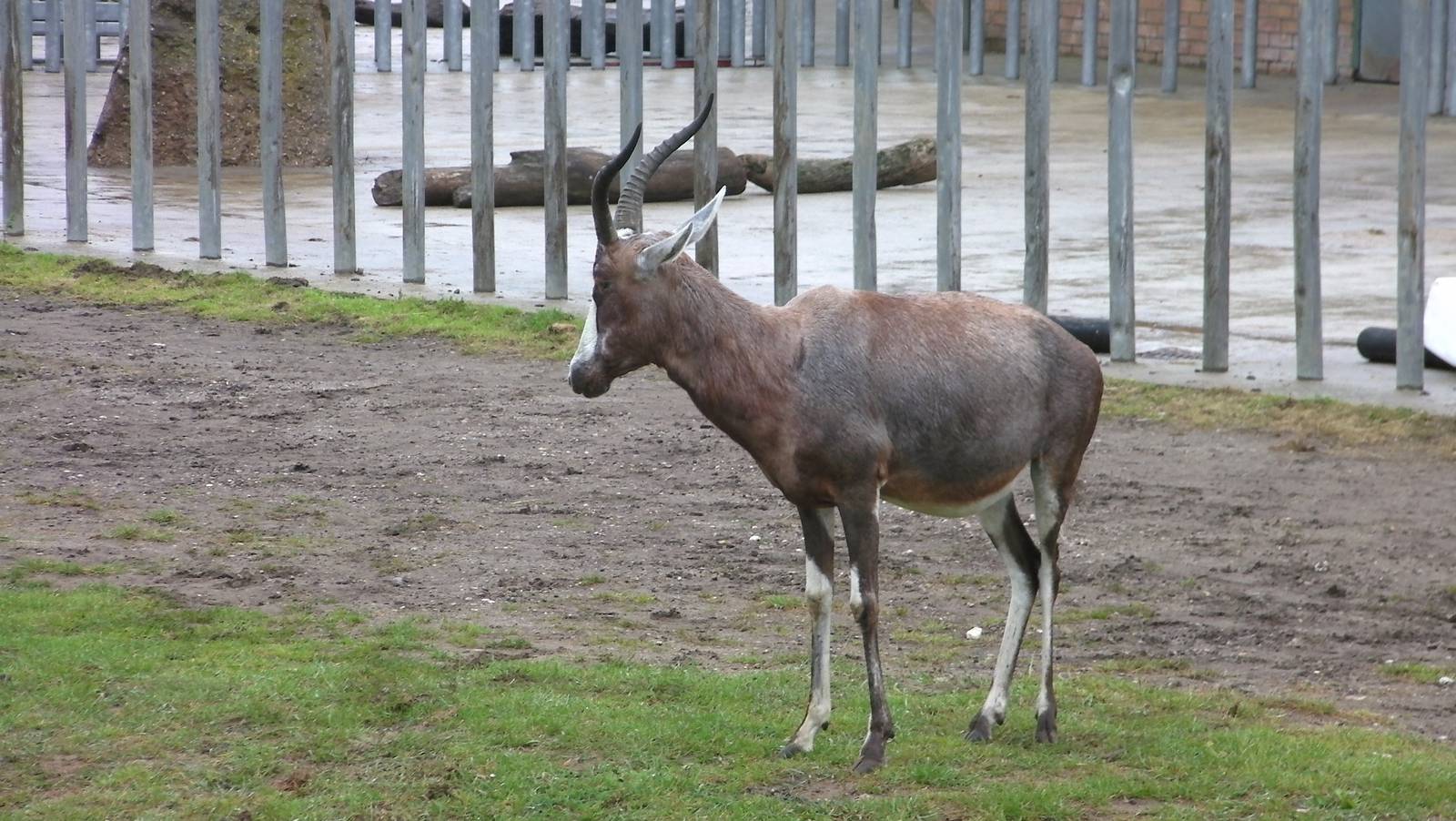 Blesbok - 04.08.2011