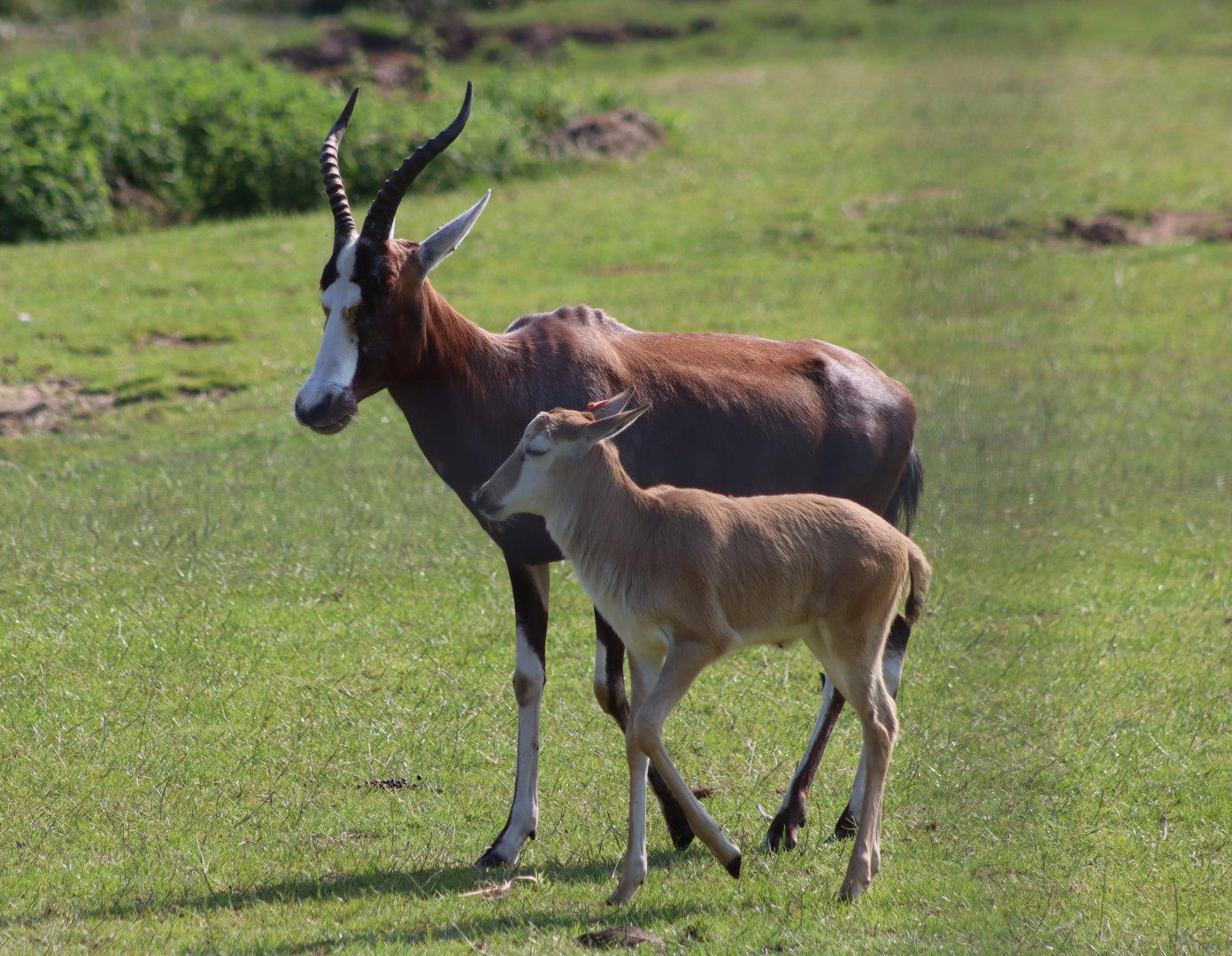 Blesbok - 27 June 2021