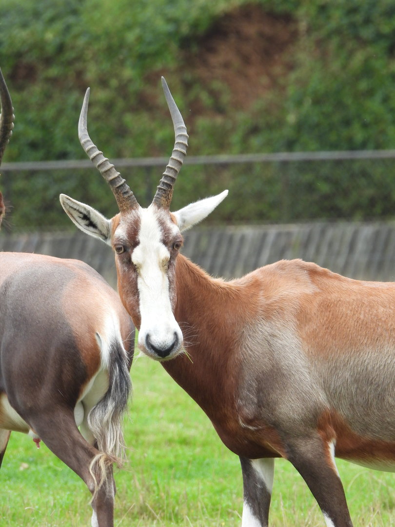 Blesbok- 2nd October 2023