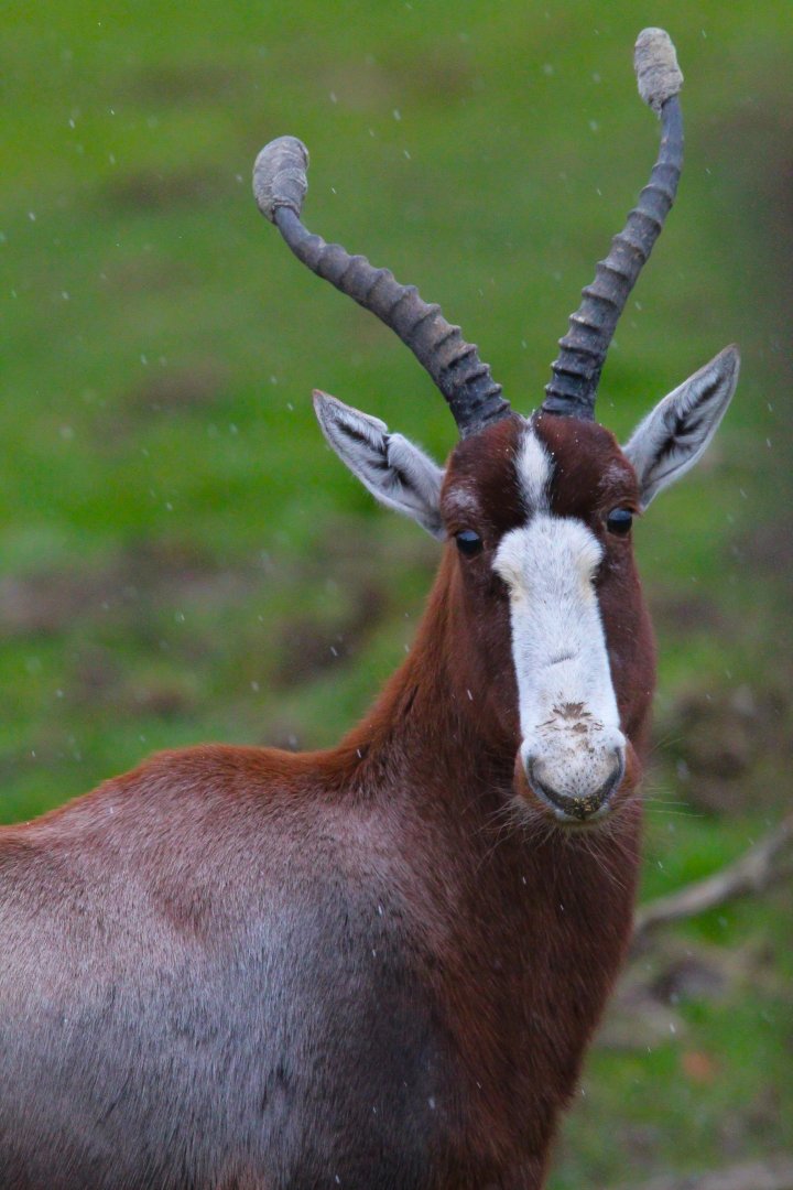 Blesbok- 8th January 2024