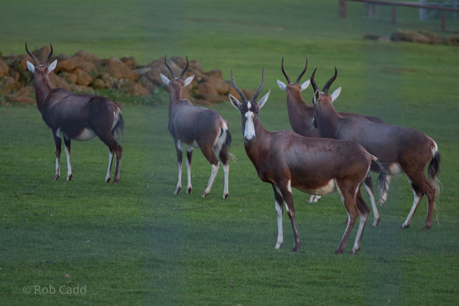 Blesbok : Africa Alive! : 02 Jan 2015