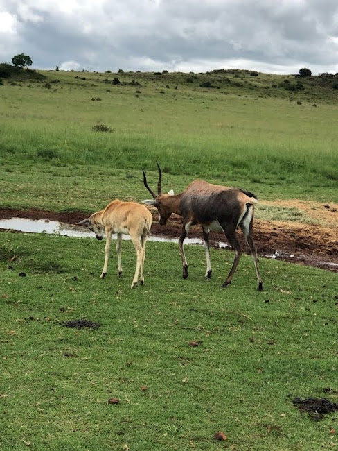 Blesbok and Calf (Damaliscus pygargus phillipsi)